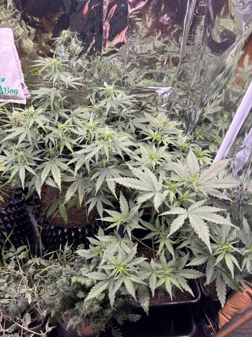°°°Spring Mixano°°°. Week 5 - Lemon AK