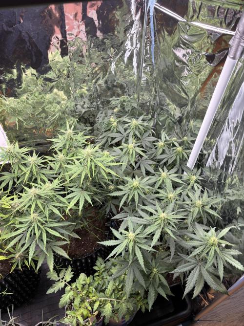 °°°Spring Mixano°°°. Week 6 - Lemon AK