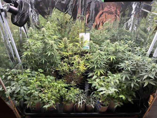 °°°Spring Mixano°°°. Week 7
