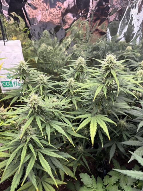 °°°Spring Mixano°°°. Week 7 - Lemon AK