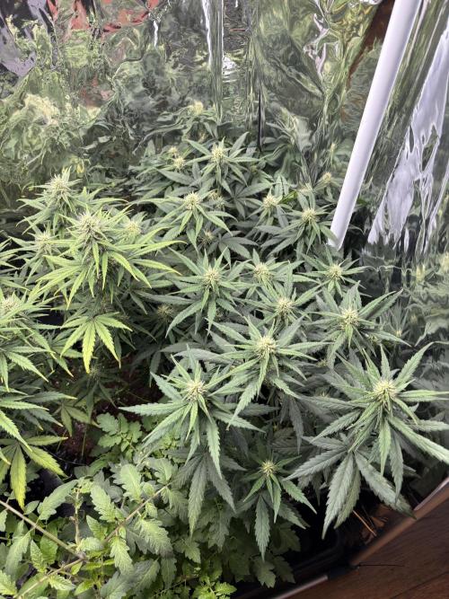 °°°Spring Mixano°°°. Week 7 - Lemon AK