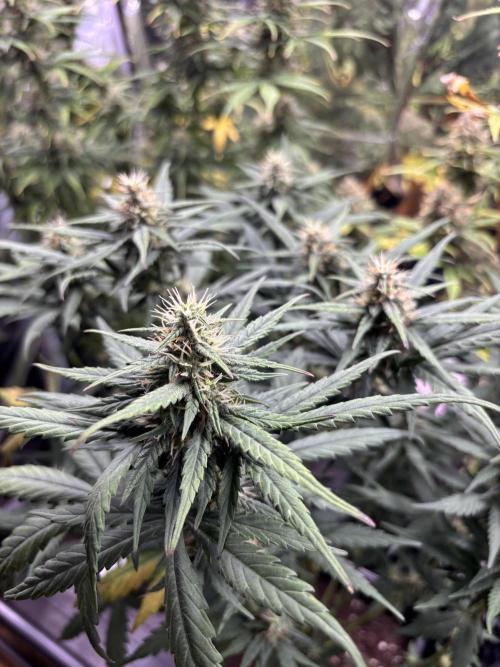 °°°Spring Mixano°°°. Week 8 - Lemon AK