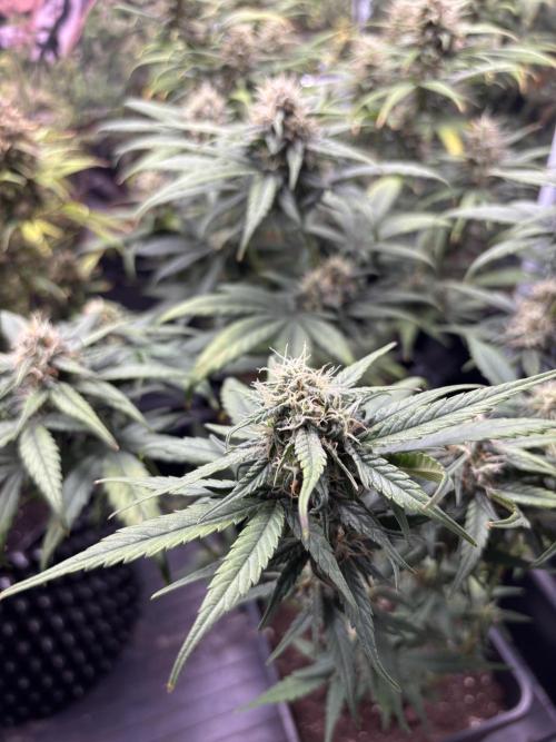 °°°Spring Mixano°°°. Week 8 - Lemon AK