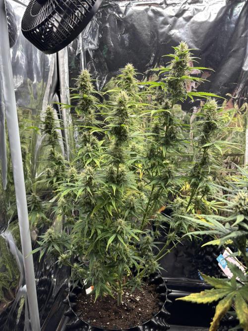 °°°Spring Mixano°°°. Week 8