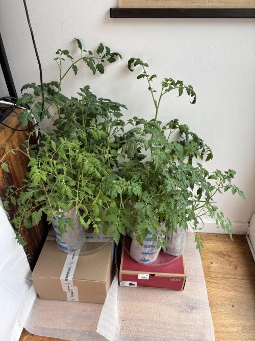 °°°Spring Mixano°°°. Week 8 - Tomatoes :D