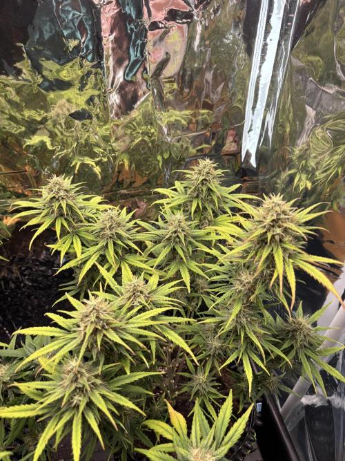 °°°Spring Mixano°°°. Week 9