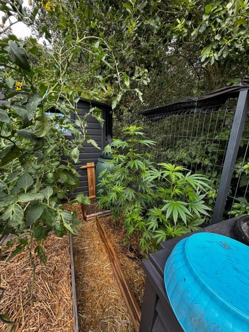 °°°A.M.S. OUTDOOR°°°. Week 9