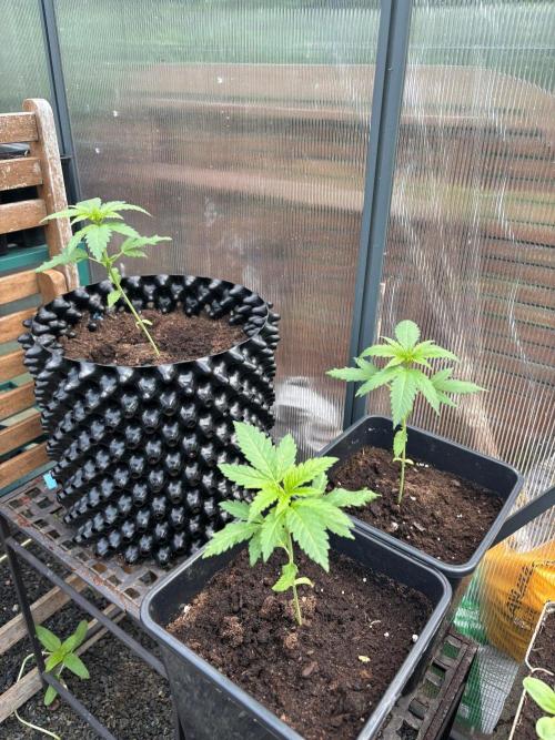 °°°A.M.S. OUTDOOR°°°. Week 4