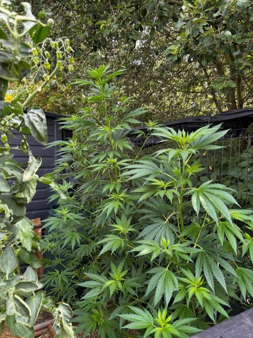 °°°A.M.S. OUTDOOR°°°. Week 12