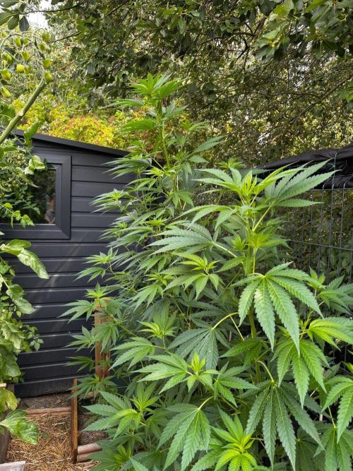 °°°A.M.S. OUTDOOR°°°. Week 12