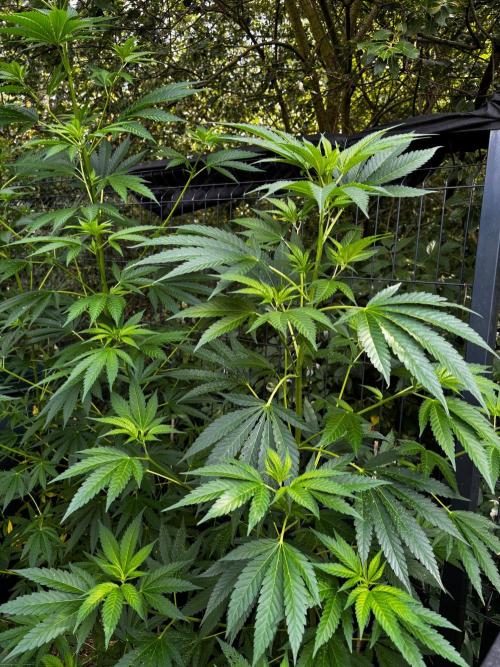 °°°A.M.S. OUTDOOR°°°. Week 12