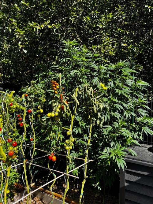 °°°A.M.S. OUTDOOR°°°. Week 16