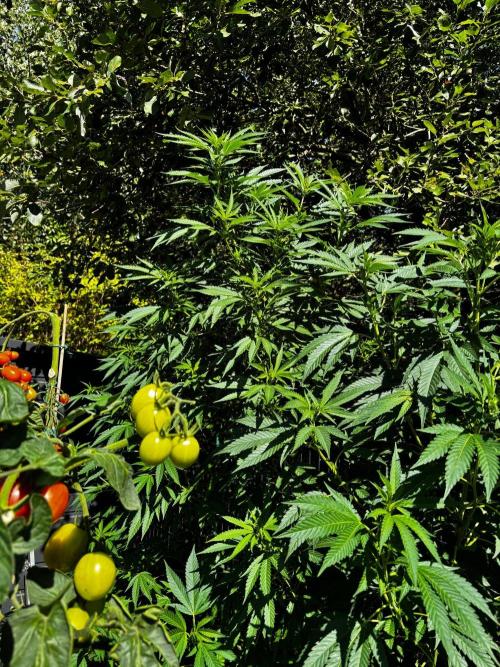°°°A.M.S. OUTDOOR°°°. Week 16