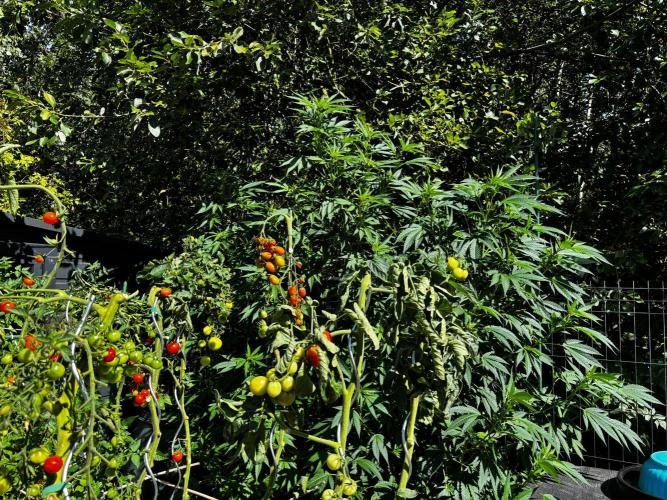 °°°A.M.S. OUTDOOR°°°. Week 16