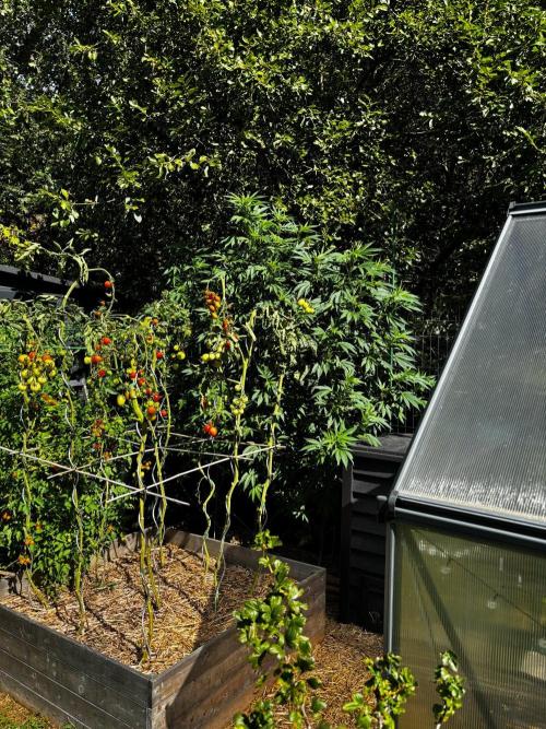 °°°A.M.S. OUTDOOR°°°. Week 16