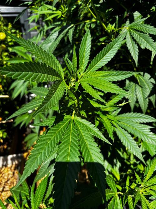 °°°A.M.S. OUTDOOR°°°. Week 16