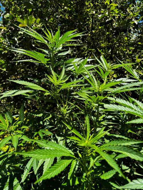 °°°A.M.S. OUTDOOR°°°. Week 16