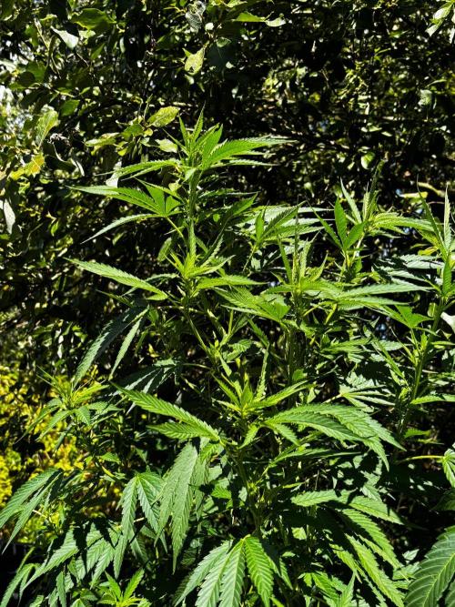 °°°A.M.S. OUTDOOR°°°. Week 16