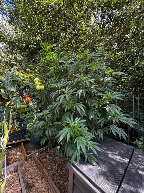 °°°A.M.S. OUTDOOR°°°. Week 17