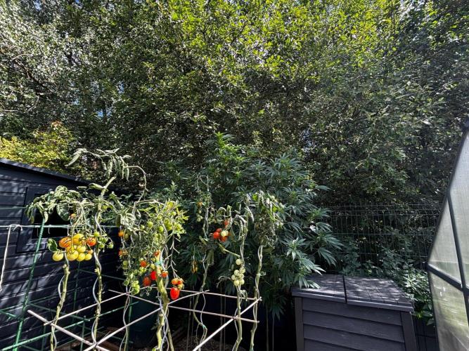 °°°A.M.S. OUTDOOR°°°. Week 17