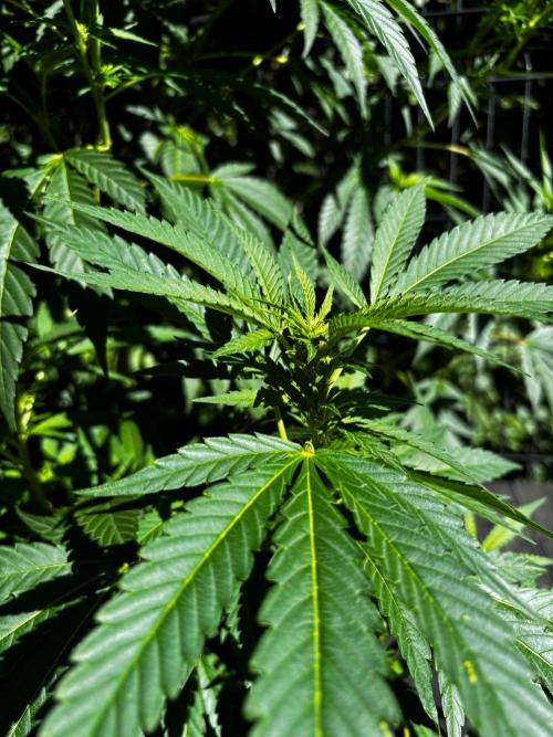 °°°A.M.S. OUTDOOR°°°. Week 17