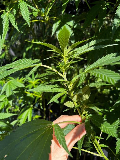 °°°A.M.S. OUTDOOR°°°. Week 17