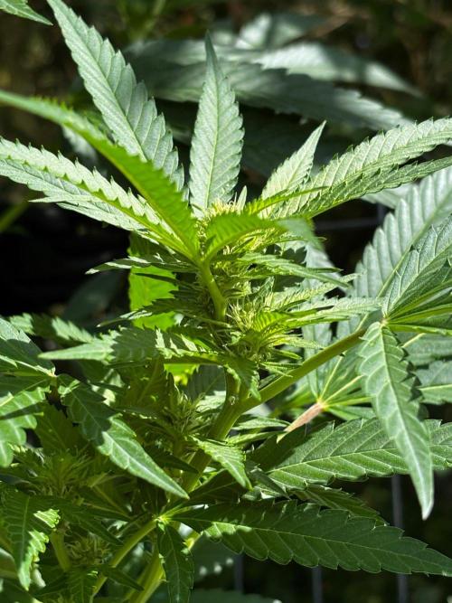°°°A.M.S. OUTDOOR°°°. Week 18