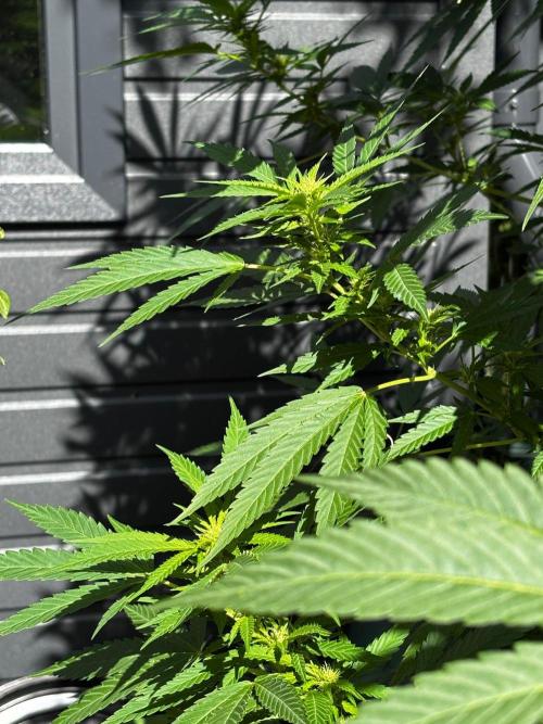 °°°A.M.S. OUTDOOR°°°. Week 18