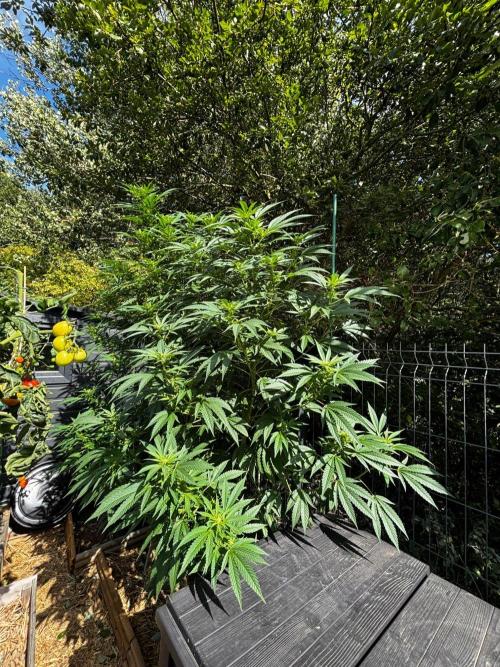 °°°A.M.S. OUTDOOR°°°. Week 18