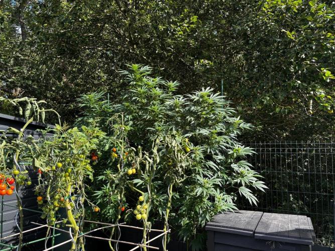 °°°A.M.S. OUTDOOR°°°. Week 18