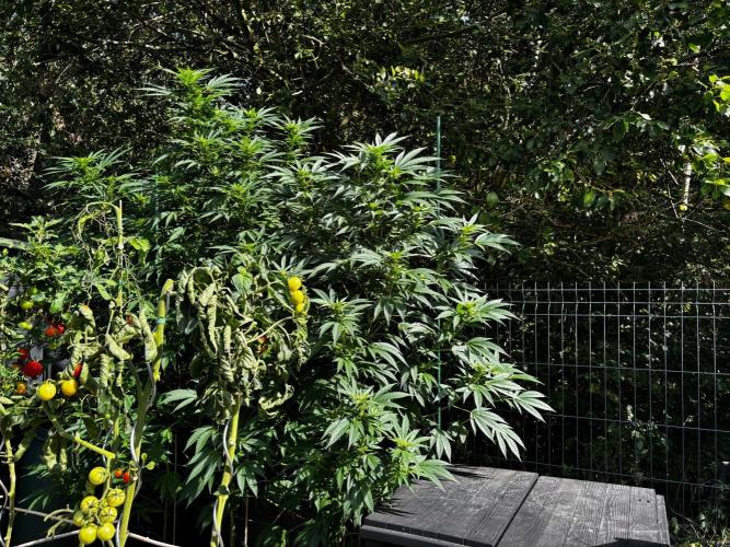 °°°A.M.S. OUTDOOR°°°. Week 18
