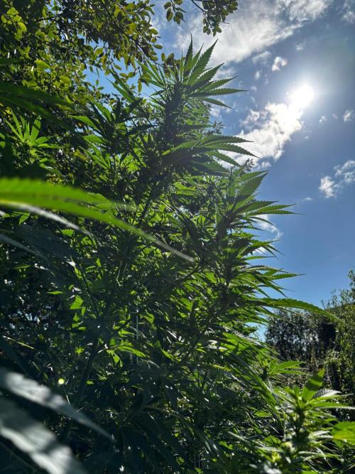 °°°A.M.S. OUTDOOR°°°. Week 18