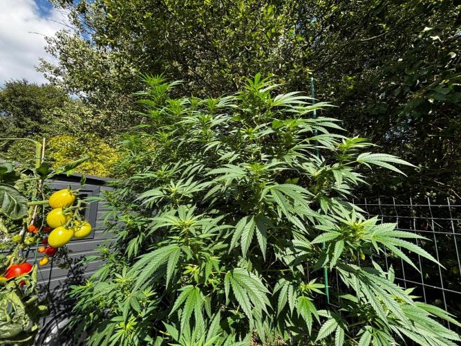 °°°A.M.S. OUTDOOR°°°. Week 18