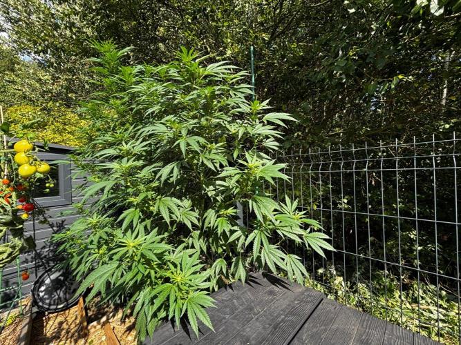°°°A.M.S. OUTDOOR°°°. Week 18