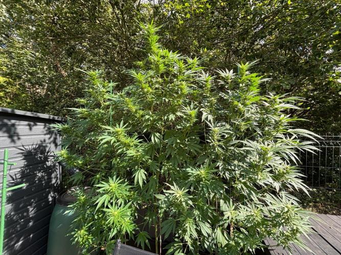 °°°A.M.S. OUTDOOR°°°. Week 19