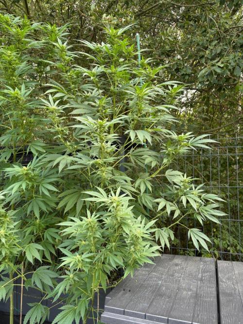 °°°A.M.S. OUTDOOR°°°. Week 19