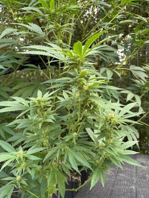 °°°A.M.S. OUTDOOR°°°. Week 19