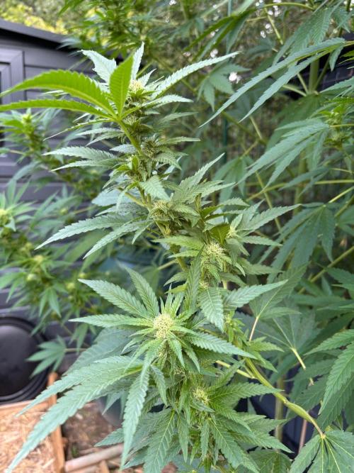 °°°A.M.S. OUTDOOR°°°. Week 19