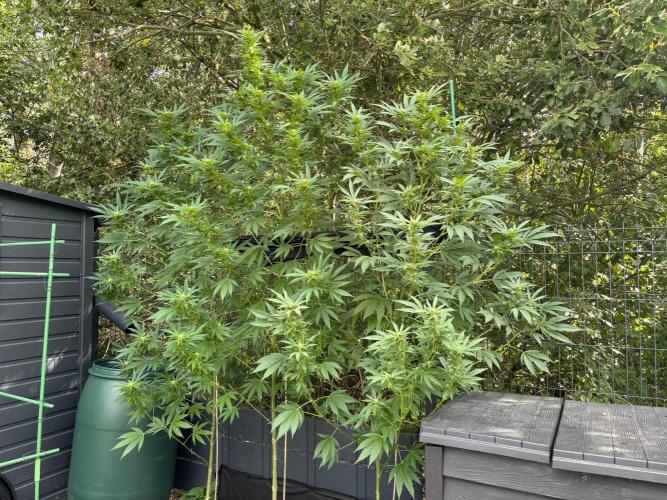 °°°A.M.S. OUTDOOR°°°. Week 19