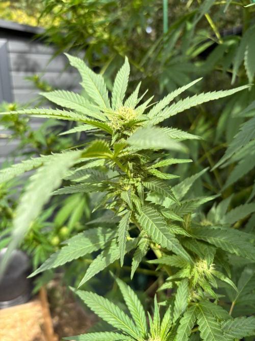 °°°A.M.S. OUTDOOR°°°. Week 19