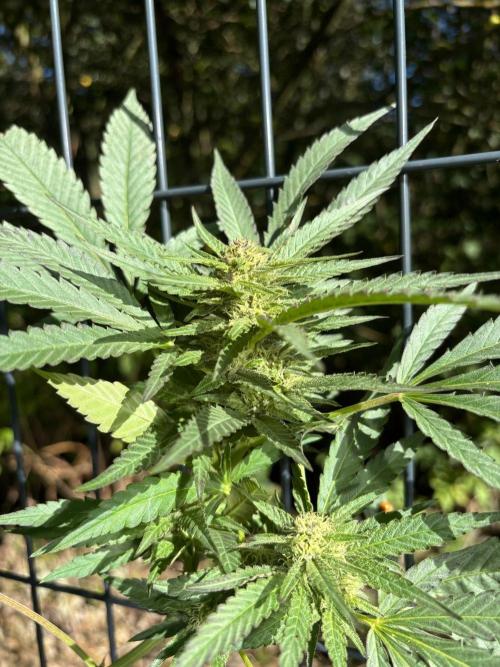 °°°A.M.S. OUTDOOR°°°. Week 20