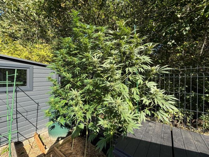 °°°A.M.S. OUTDOOR°°°. Week 20