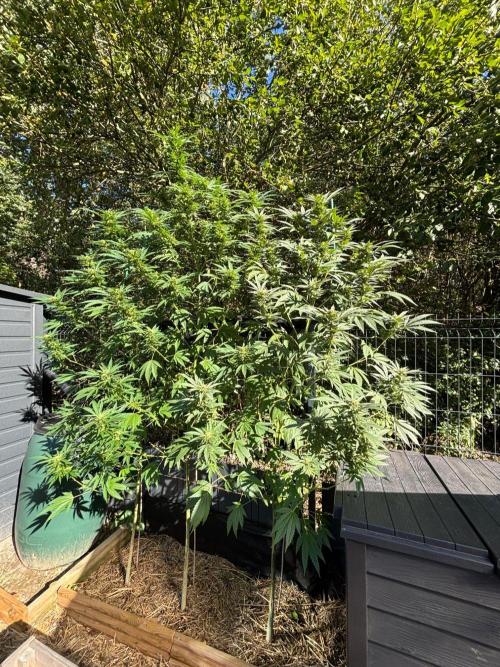 °°°A.M.S. OUTDOOR°°°. Week 20