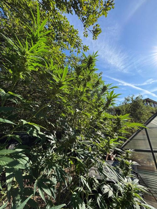 °°°A.M.S. OUTDOOR°°°. Week 20
