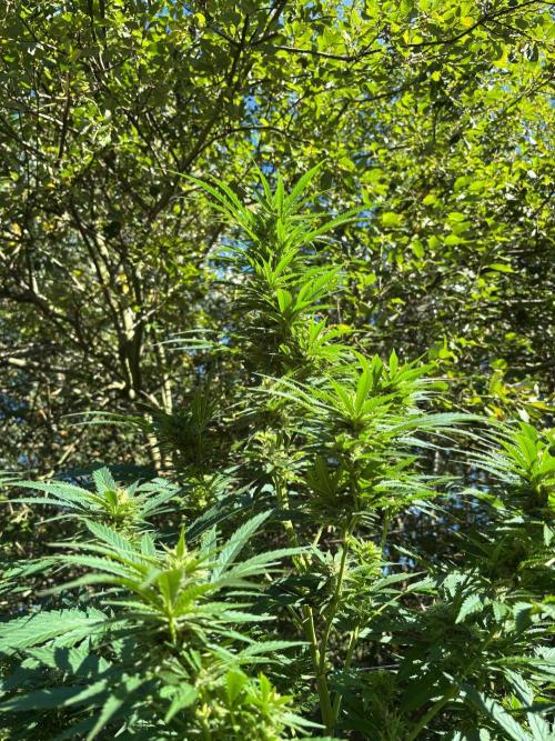 °°°A.M.S. OUTDOOR°°°. Week 20
