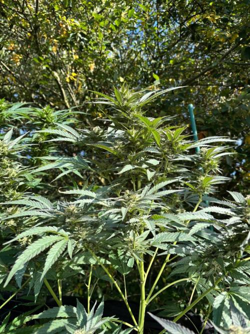 °°°A.M.S. OUTDOOR°°°. Week 21