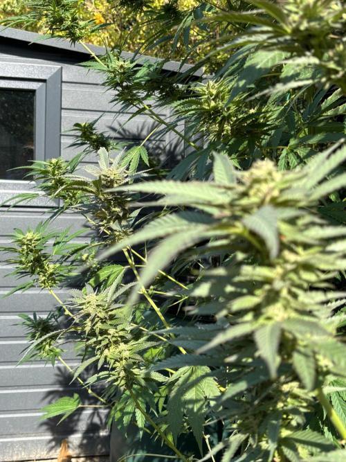 °°°A.M.S. OUTDOOR°°°. Week 21