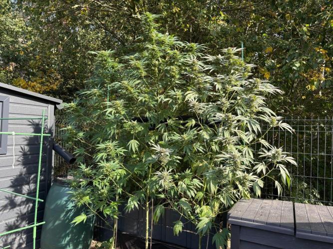°°°A.M.S. OUTDOOR°°°. Week 21