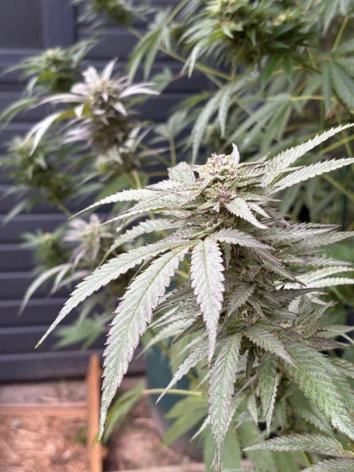 °°°A.M.S. OUTDOOR°°°. Week 21