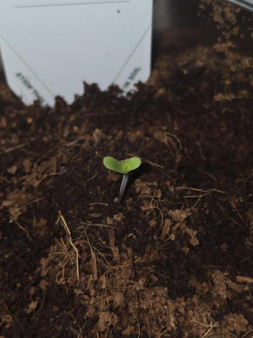 iGrowCan RQS Quick One Auto. Week 0 - Day 1